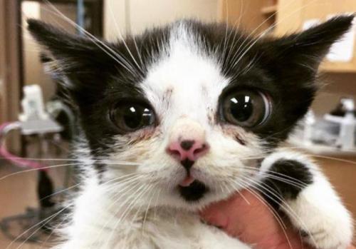 小猫眼睛几个月变色？颜色变化背后的秘密是什么？