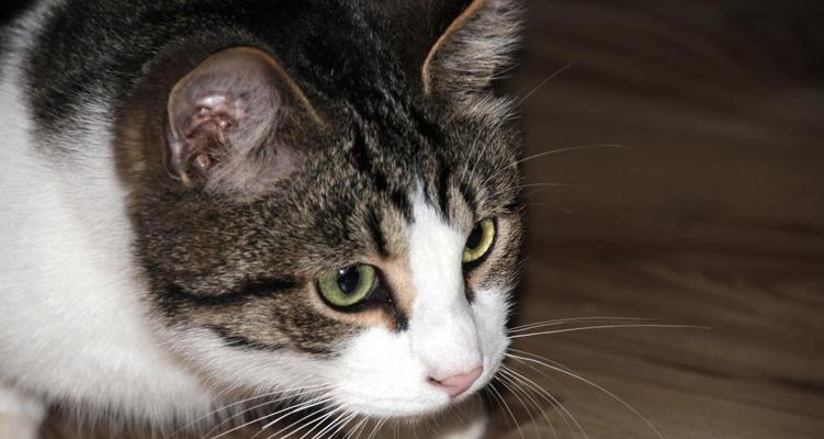小猫眼睛几个月变色？颜色变化背后的秘密是什么？