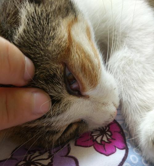 小猫眼眶发红有眼屎怎么办？可能的原因和处理方法是什么？