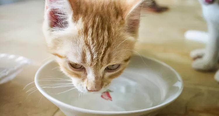 小猫羊奶粉怎么冲泡？正确的步骤和注意事项是什么？