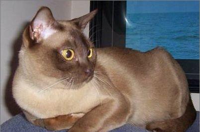 小猫一共有多少品种？如何识别不同品种的小猫？