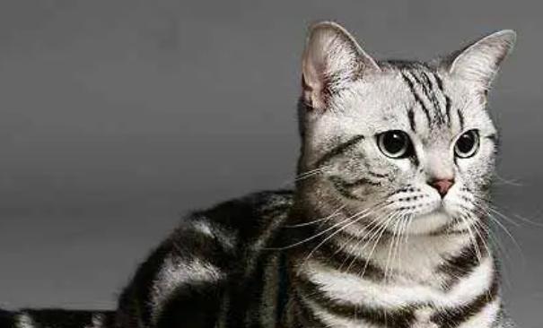 小猫一共有多少品种？如何识别不同品种的小猫？