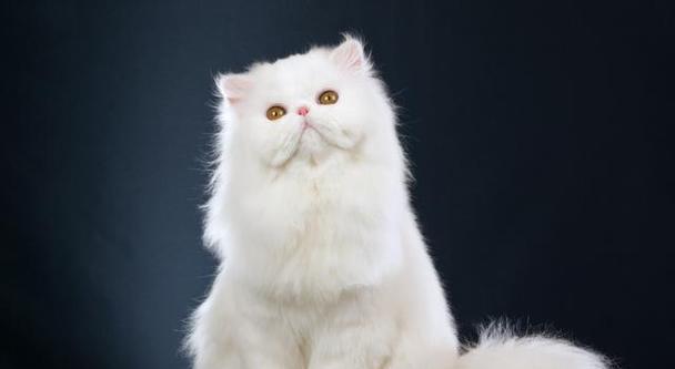 小猫一共有多少品种？如何识别不同品种的小猫？