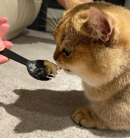 小猫一星期不吃东西怎么办？可能的原因和解决方法是什么？