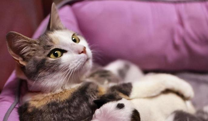 小猫一星期不吃东西怎么办？可能的原因和解决方法是什么？