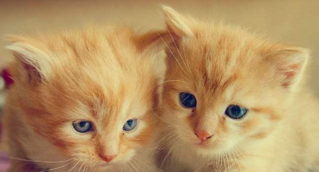 小猫一星期不吃东西怎么办？可能的原因和解决方法是什么？