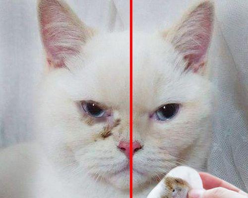 小猫黄眼屎是什么原因？如何正确清理和预防？