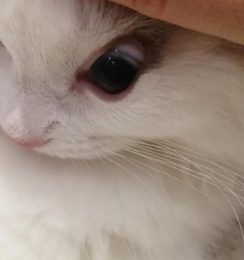 小猫黄眼屎是什么原因？如何正确清理和预防？