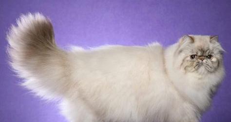 小猫的尾巴有什么特点？不同品种的小猫尾巴有何不同？