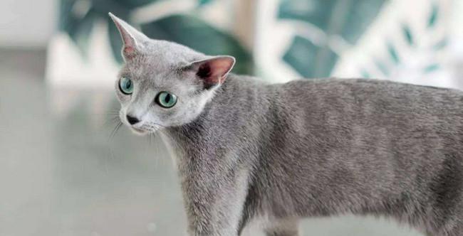 小猫的尾巴有什么特点？不同品种的小猫尾巴有何不同？