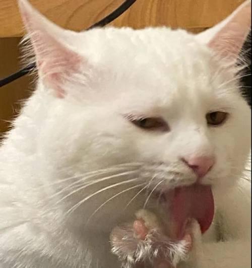 小猫舔爪子的描写方法是什么？如何观察小猫的日常清洁行为？