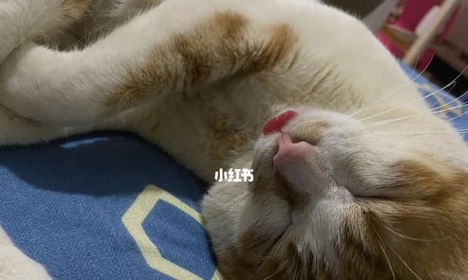 小猫站着拉屎怎么办？如何训练猫咪正确排泄？