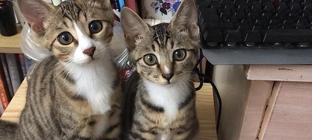 小猫抓到虫子吃安全吗？常见问题解答