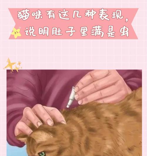 小猫抓到虫子吃安全吗？常见问题解答