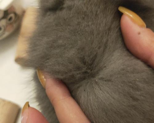 小猫抓到虫子吃安全吗？常见问题解答