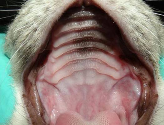 小猫嘴巴烂了怎么办？如何进行家庭护理和治疗？