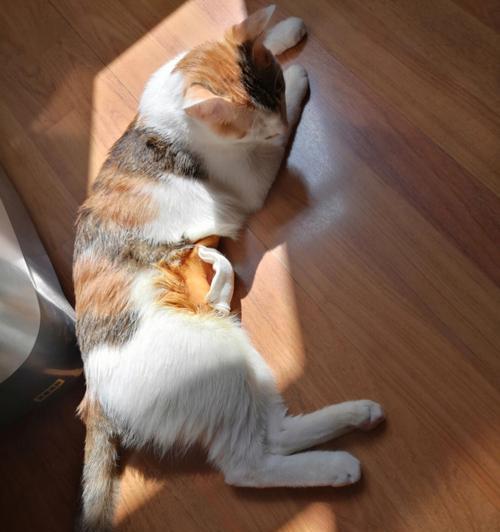 小猫做月子期间应该注意哪些事项？如何确保母猫和幼崽健康？