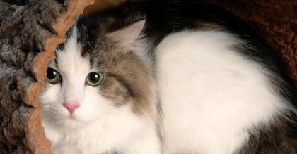 小猫咪耳朵热是正常的吗？如何判断猫咪体温异常？