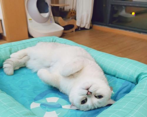 小猫咪好可爱还游泳？它们是如何学会游泳的？