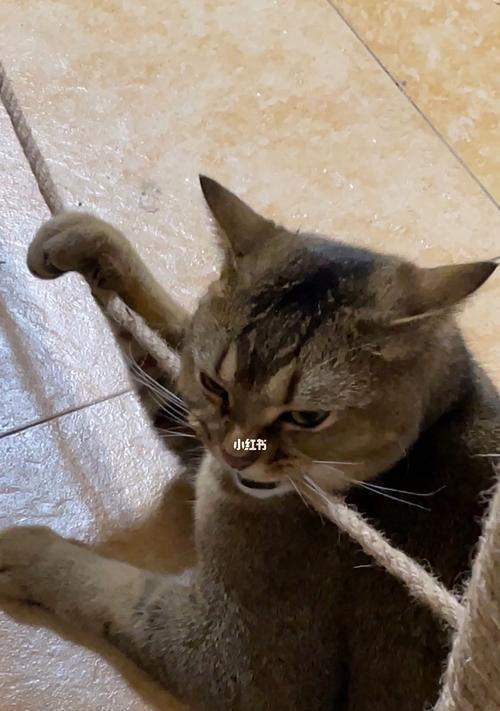 小猫咪为什么喜欢撕咬东西？如何防止它们破坏家具？