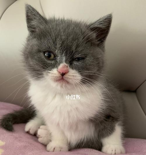 小猫咪眼泪多怎么办？如何有效处理猫咪流泪问题？