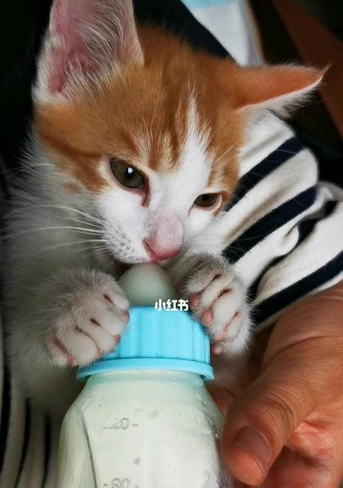 小猫崽能喝牛奶吗？喝牛奶对小猫有什么影响？