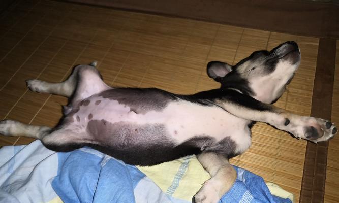 小土狗喂馋了怎么办？如何正确调整饮食习惯？