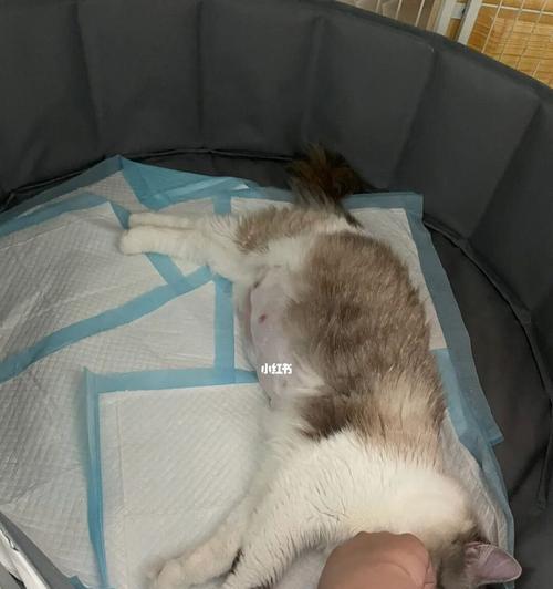 新接生小猫怎么照顾？需要准备哪些用品和注意事项？