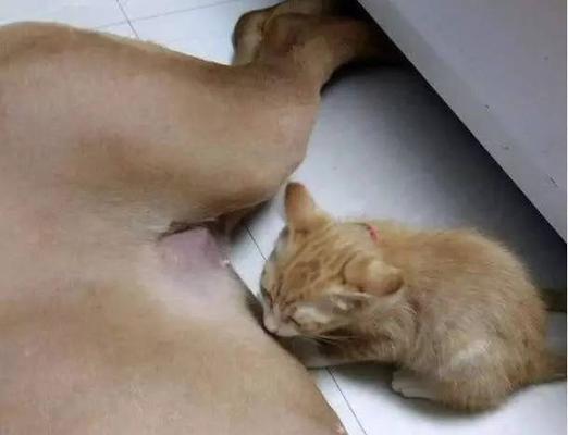 新接生小猫怎么照顾？需要准备哪些用品和注意事项？