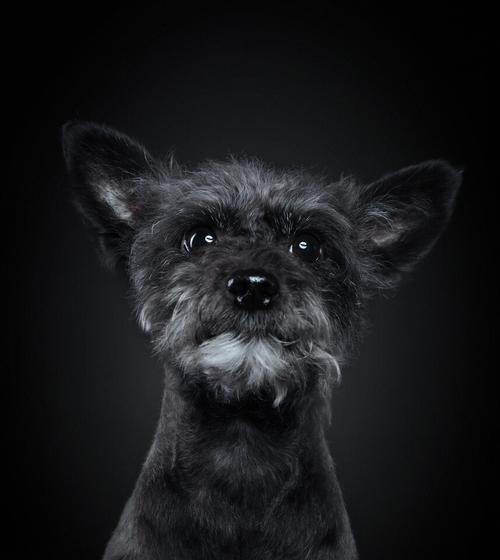 雪纳瑞犬感冒了怎么办？如何快速缓解症状？