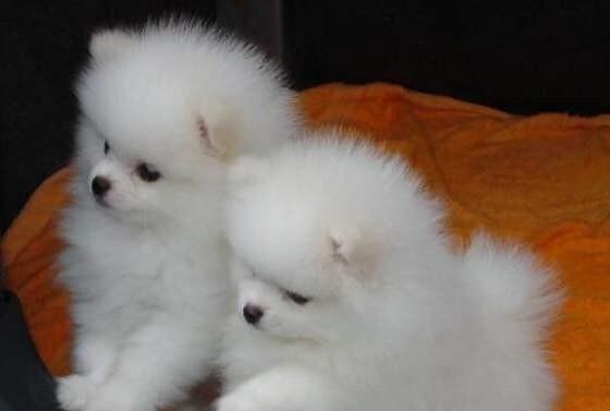 养博美犬要注意什么？新手养犬常见问题解答？