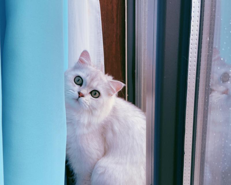 养个什么和猫咪作伴？选择合适的宠物伴侣指南