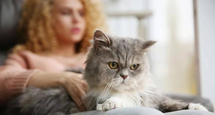 养个什么和猫咪作伴？选择合适的宠物伴侣指南