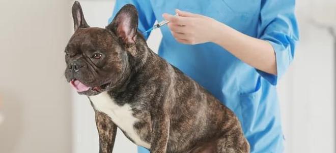 狗狗得了犬瘟热怎么办？如何进行有效的家庭护理？
