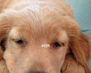 狗狗得了犬瘟热怎么办？如何进行有效的家庭护理？