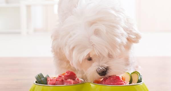 幼犬每日狗粮量指南：如何正确喂食？