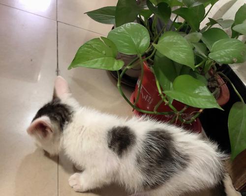 一个半月大猫怎么养？新手养猫常见问题解答？
