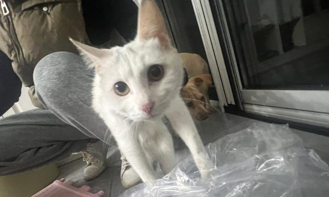 一个月大的猫咪后肢无力怎么办？可能的原因有哪些？