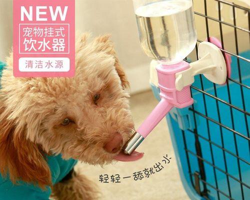 一月大的小狗需要喝水吗？如何正确引导小狗饮水？