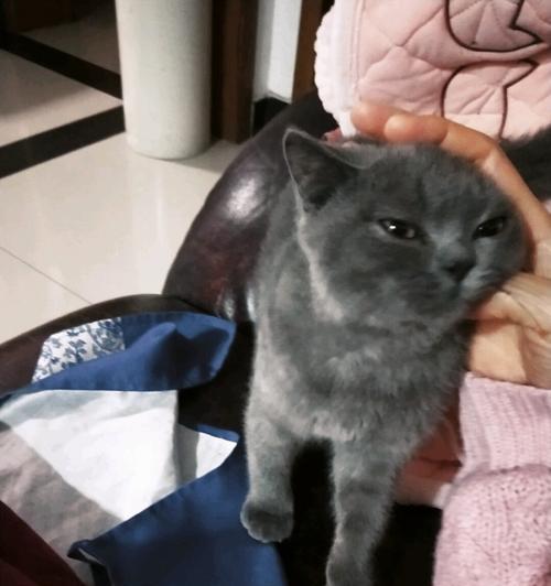 英短蓝猫脱毛怎么办？如何有效处理宠物脱毛问题？