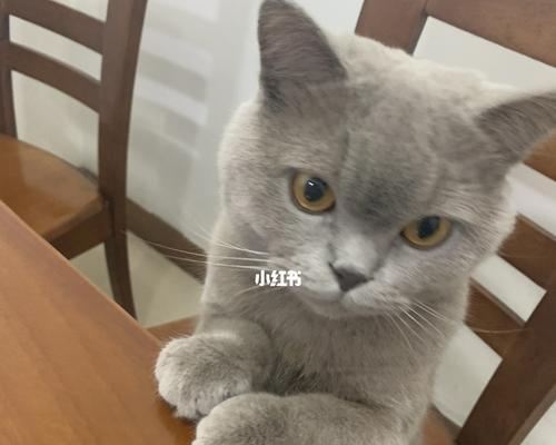 英短蓝猫脱毛怎么办？如何有效处理宠物脱毛问题？