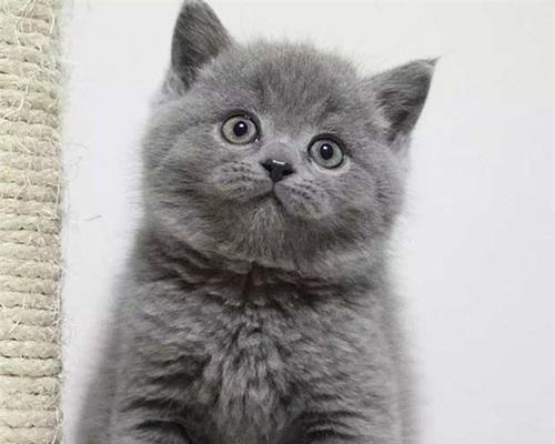 英短蓝猫最爱吃什么？如何为您的宠物选择最佳食物？