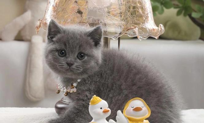 英短蓝猫最爱吃什么？如何为您的宠物选择最佳食物？