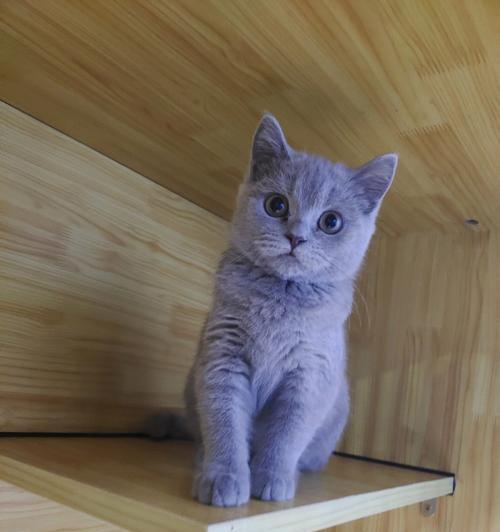 英短蓝猫最爱吃什么？如何为您的宠物选择最佳食物？