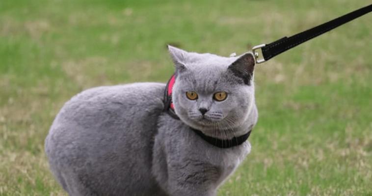 英短买小猫还是成猫？如何选择适合自己的宠物？