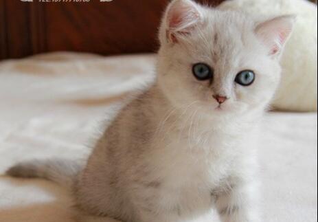 英短买小猫还是成猫？如何选择适合自己的宠物？