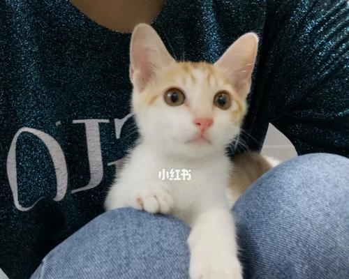 幼猫阶段小猫吃什么好？营养需求与喂养建议是什么？