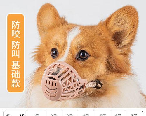 幼犬比熊咬人怎么办？有效训练方法有哪些？