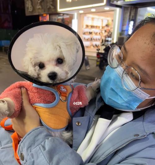 幼犬必须接种的三针疫苗是什么？接种时间表和注意事项有哪些？
