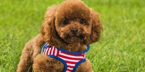幼犬必须接种的三针疫苗是什么？接种时间表和注意事项有哪些？